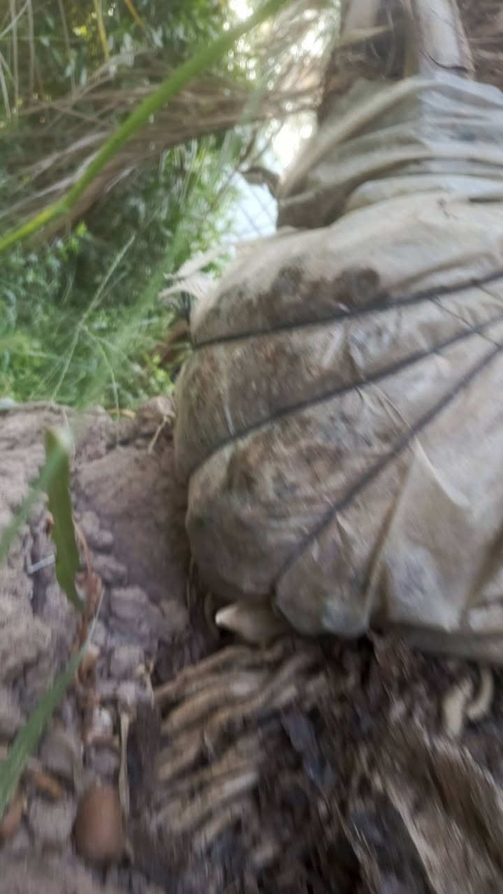 السلام عليكم عشاق النخيل ومحبي النخيل نعرض لكم فسائل مكتوم الراغب بل شراء عنوانه واسط قضاء الصويرة***********
