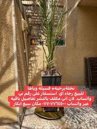 نخلة برحية • فسيلة • سبع ابكار