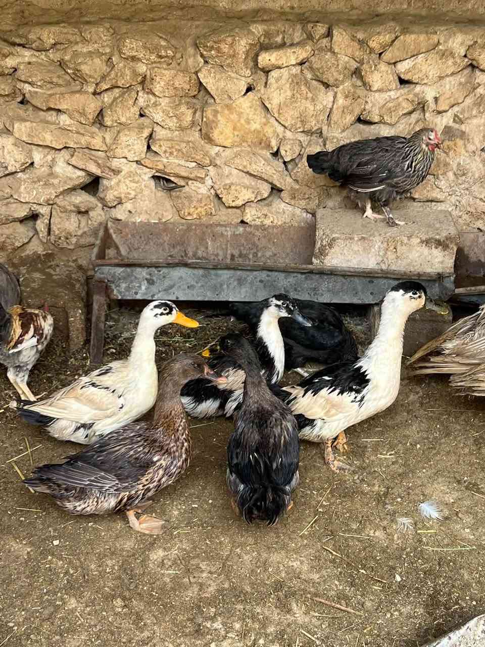 بط عراقي • عدد ٥ • حي الثمانيه