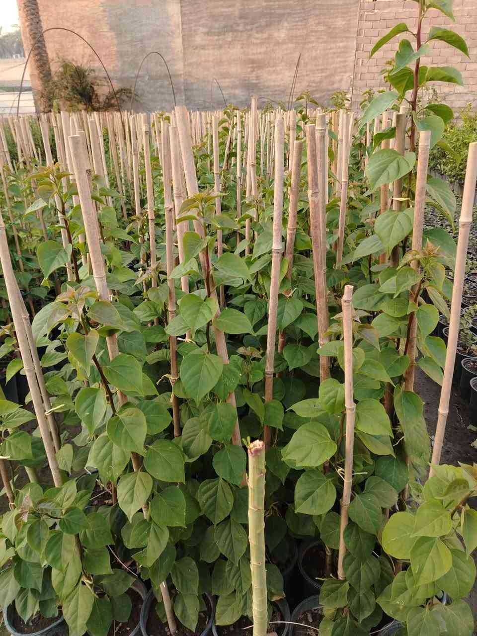 🌿🌿 مجموعة مشاتل السید 🌿🌿
🌱 نباتات • تصميم • تنفيذ • تنسيق • صيانة الحدائق 🌱
السلام عليكم ورحمة الله وبركاته 🌹
📢 يسرّنا في مجموعة مشاتل السید أن نقدم لكم خدماتنا المتكاملة في مجال النباتات والحدائق، حيث نوفر لكم مختلف أنواع النباتات بأسعار مناسبة، إلى جانب خدمات تصميم وتأسيس وتنفيذ وتنسيق وصيانة الحدائق المنزلية والعامة، بإدارة وإشراف السيد غيث الموسوي وبكادر متخصص في الزراعة وتنسيق المساحات الخضراء والعناية بالنباتات.
🌱 نحن لا نقتصر على تصميم الحدائق وتنفيذها، بل نوفر لكم النباتات والمستلزمات الزراعية ونقدم لكم الحل المتكامل من المشاتل إلى الحديقة.

━ 🌿 تتوفر لدينا حاليًا مجموعة متنوعة من النباتات 🌿 ━
🌳 حارس تكساس خشن🌳 حارس تكساس وسط🌹 ورد القهوة🌿 أكاسيا مصرية🌺 جهنمي ألوان قطمر🌹 ورد جوري🌸 ياسمين أحمر بدون عود🌸 ياسمين أحمر خشن🌹 ورد جمال قطمر🌺 خطم الساحل🌿 شمشار🌿 قرن الغزال🌿 يوكا
❤️ دم العاشق🌿 كاريزيا🌿 ياس عراقي كيس🌳 فكس🌿 باباية🌿 ددونيا🌿 ياس سندانة🌿 فرچة البطل🌳 فكس باندا
🌸 ست الحسن🌳 بمبر خشن🌳 بمبر وسط🌸 بتونيا🌵 شوكة المسيح🌹 ورد القداح🌹 نسرين أبيض + وردي🌿 كف مريم عراقي🌿 كف مريم كويتي🌳 تين تركي🌳 تين عبيد
🌳 سدر للصدر وأعلى🍎 رمان يمني حلو عسل🌳 ألبزيا بأحجام مختلفة🌿 شبوي🌿 دفلة🌳 أنتيكوما حسب الحجم🌼 داوودي و کافة انواع الحمضیات والزینة  والدیکورات و الثيل بأنواعه ......✨ وأنواع أخرى من النباتات متوفرة حسب الموسم والطلب.

━━━ 🌳 خدمات مجموعة مشاتل السید 🌳━━━━━
🌱 بيع وتجهيز النباتات:
توفير مختلف أنواع النباتات الداخلية والخارجية، ونباتات الزينة والأشجار، ومنها النباتات العراقية المقاومة لمختلف الظروف المناخية، وبأسعار مناسبة ومدروسة.
🌿 تصميم وتنسيق الحدائق:
تصميم الحدائق المنزلية والعامة وتنسيق المساحات الخضراء بأساليب عصرية وفنية تتناسب مع مساحة المكان واحتياجات الزبون.
🌱 تأسيس وتنفيذ الحدائق:
تنفيذ الحدائق من البداية وحتى إتمامها، مع اختيار النباتات المناسبة وتوزيعها بطريقة مدروسة وجمالية.
✂️ صيانة وتنظيف الحدائق:
تنظيف وترتيب وصيانة الحدائق بصورة دورية، والعناية بالنباتات ومتابعة نموها والمحافظة على جمالية المساحات الخضراء.
💧 تأسيس منظومات الري الحديثة:
تأسيس منظومات سقي حديثة، بما فيها المرشات والنوزلات ومنظومات التنقيط، وفق أبعاد الحديقة وأنواع النباتات وتوزيعها.
🪴 متابعة ومعالجة النباتات:
متابعة نمو النباتات ومعالجة الآفات والمشكلات الزراعية للحفاظ على صحة النباتات وجمالية الحديقة.
🐜 الوقاية ومكافحة حشرة الأرضة:
تأسيس منظومات خاصة للوقاية من حشرة الأرضة، بالإضافة إلى مكافحة ومعالجة الإصابة بها.
🌳 قطع الأشجار الكبيرة:
قطع وتشريح وتقطيع ونقل الأشجار الكبيرة وفق أساليب آمنة ومنظمة.
🚜 النقل والتجهيز:
نقل الأشجار والنباتات والأتربة والمستلزمات الزراعية حسب الحاجة.

━ 🎁🔥 عروض خاصة من مجموعة مشاتل السید 🔥🎁 ━

💧🎁 منظومة سقي بالتنقيط مجانًا!
😍 لكل حديقة نقوم بتصميمها وتنفيذها، نقوم بتأسيس منظومة سقي بالتنقيط مجانًا، بتوزيعات ونسب دقيقة ومدروسة تتناسب مع أنواع النباتات ومساحة الحديقة.
💧 بما يساعد على: ✔️ تقليل جهد السقي
✔️ تقليل هدر المياه
✔️ توزيع المياه بصورة أفضل
✔️ المحافظة على استدامة النباتات ونموها
🔥🎁 خصم 10%
😍 لكل حديقة يتم تأسيسها وتنفيذها من قبل مجموعة مشاتل السید، يحصل الزبون على خصم بنسبة 10% من السعر الكلي.
🌱🎁 نباتات متنوعة وبأسعار مناسبة ومدروسة
نوفر لكم النباتات بأسعار تناسب مختلف الاحتياجات والمساحات، مع إمكانية تجهيزكم بالنباتات والمستلزمات الزراعية المطلوبة.

━━━━━ 🌿 لماذا مجموعة مشاتل السید ؟ 🌿 ━━━━━
⭐ تنوع كبير في النباتات⭐ أسعار مناسبة ومدروسة⭐ نباتات داخلية وخارجية⭐ نباتات مقاومة للظروف المناخية⭐ تصميم وتنسيق احترافي للحدائق⭐ تنفيذ وتأسيس الحدائق⭐ صيانة ومتابعة بعد التنفيذ⭐ حلول ري حديثة ومدروسة⭐ مكافحة ووقاية من الأرضة والآفات⭐ تجهيز ونقل النباتات والمستلزمات
🌿 من النبتة إلى الحديقة… نوفر لكم كل ما تحتاجه مساحتكم الخضراء في مكان واحد. 🌿
📢 تنويه مهم:
نظرًا لكثرة التعليقات والرسائل الواردة إلينا، قد يتعذر علينا أحيانًا الرد على جميع التعليقات أو الرسائل بصورة فورية. لذلك نعتذر منكم مقدمًا عن أي تأخير في الرد. 🙏🌹
📞 للحجز والاستفسار والتواصل حصراً:
***********
📱 للتواصل المباشر عبر واتساب:
👉  https://wa.me/9647713397964
🌿📲 اضغط على الرابط وسيتم تحويلك مباشرة إلى محادثة واتساب مع الرقم أعلاه.
📌 صفحتنا الزراعية على فيسبوك:
https://www.facebook.com/kararr6677?sfnsn=wa
🌱💚 ادارة مجموعة مشاتل السید
نزرع الجمال… ونصنع مساحات تنبض بالحياة. 🌿

نص مكتوب في الصور:
- مجموعة مشاتل السيد نباتات . تصميم . تنفيذ . تنسيق . صيانة الحدائق من النبتة إلى الديقة... نصنع الجمال عروض خاصة من مجموعة مشاتل السيد منظومة سقي بالتنقيط مجاناً خصم 10% على جميع الحدائق تتوفر لدينا مجموعة متنوعة من النباتات أکاسیا مصرية جهنمي ياسمين أحمر ورد جوري دقلة يوكا أشجار مثمرة نخيل وزينة أنواع أخرى أنتيکوما داوودي شوكة المسيح نباتات متنوعة وبأسعار مناسبة ومدروسة وكل أنواع الحمضيات والزهور والنباتات الداخلية والخارجية... خدماتنا صيانة الحدائق تنفيذ الحدائق تصميم وتنسيق الحدائق تأسيس منظومات الري بيع وتجهيز النباتات للحجز والاستفسار حصراً عبر الواتساب *********** صفحتنا الزراعية علي فيسبوك /kararr6677 نظراً لكثرة التعليقات والرسائل الواردة إلينا، قد يتعذر علينا أحياناً الرد على جميع التعليقات أو الرسائل بصورة فورية. نعتذر منكم مقدماً عن أي تأخير في الرد. إدارة مجموعة مشاتل السيد نزرع الجمال ... ونصنع مساحات تنبض بالحياة
- يتوفر لدى مجموعة مشاتل السيد مشاتل السيد زراعة نباتات الزينة والأشجار الطبيعية تصميم وتنسيق الحدائق تنظيف وصيانة الحدائق أنظمة الري الحديثة متابعة النمو ومعالجة النباتات منظومات الوقاية من حشرات الأرضة مكافحة حשרה الأرضة قطع الأشجار الكبيرة وتشذيبها ونقلها نقل الأشجار والنباتات والمستلزمات منظومة الري بالتنقيط مجاناً بأسلوب دقيق ومناسب لجميع أنواع النباتات تحو بيئة خضراء ومظهر يبعث على الراحة والجمال خصم خاص 10% على كل حديقة *********** أو مراسلتنا عبر الواتساب
