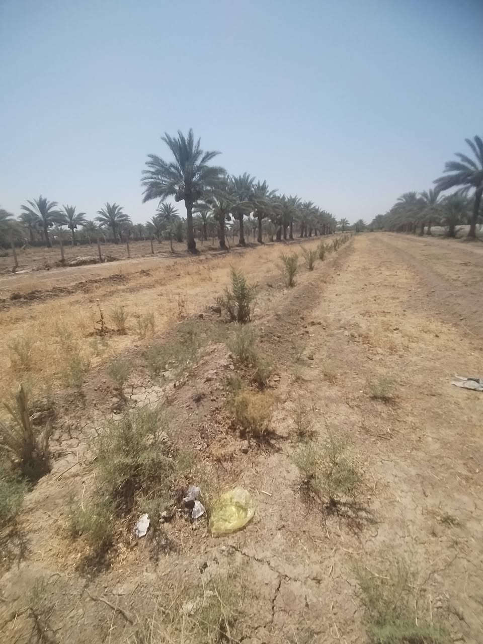 السلام عليكم 
كاع 3 دوانم سند 25 للبيع من ضمنهه بيت 200 متر وحديقه 300 متر بناء جديد الكاع بيهه 70 نخله واشكال الفواكه والتمر بل حديقه مي اساله ومي سكي كهرباه فول مولد شارع تبليط للباب اقرب نقطه داله (قرب مجمع الكوثر) السعر 300 مليون وبيهه مجال 
الرقم (***********)
( ***********) مكلف بل نشر
