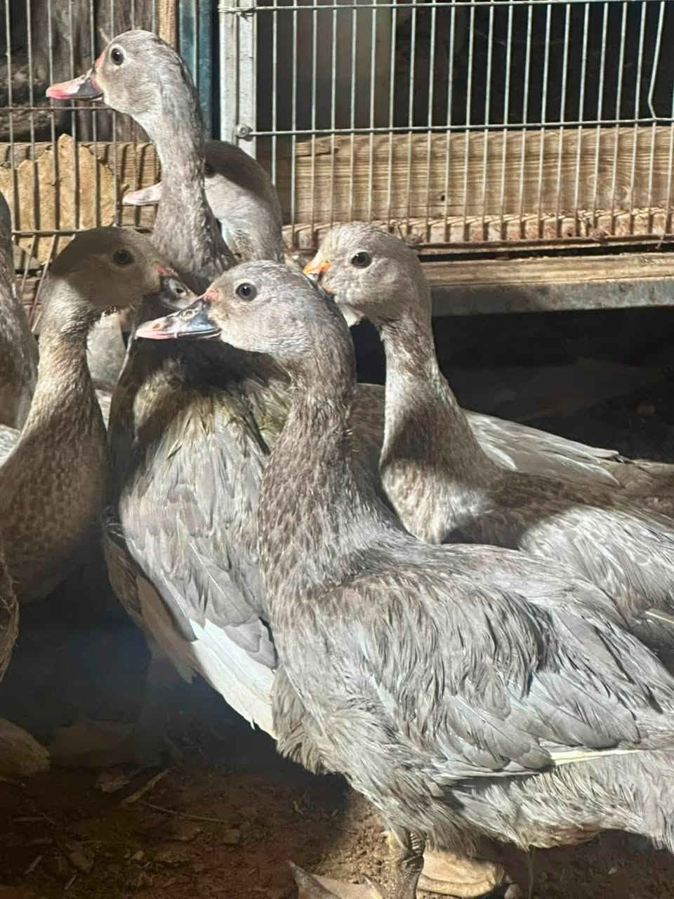بط مصري رصاصي ***********
