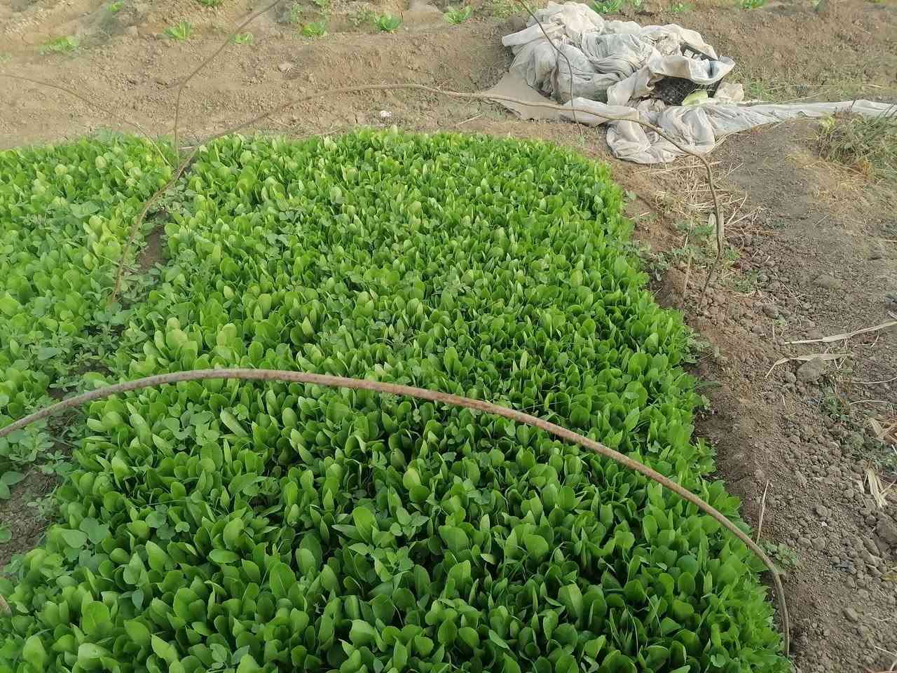 خس دايت • جاهزة شتلات • للبيع