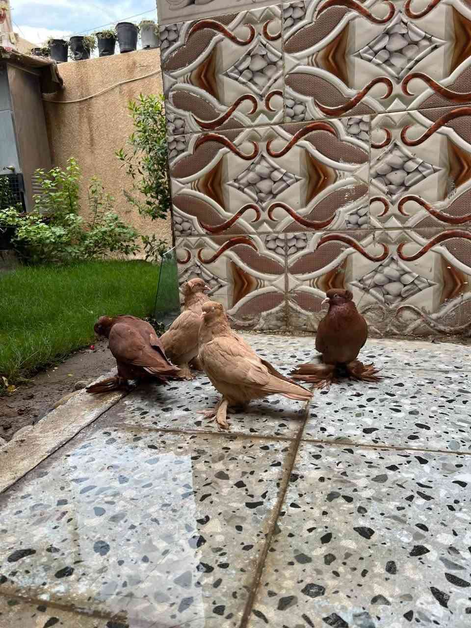 قفص طيور • بابل المركز • للبيع