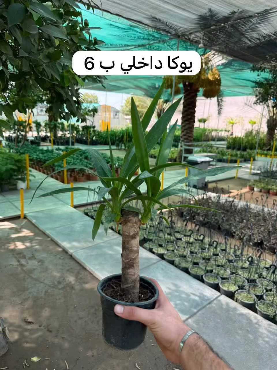 نباتات ضليه بأسعار مناسبه يوجد خدمة توصيل لجميع المحافظات العراق التوصيل 5 للحجز تواصل معي خاص او على الرقم ***********

