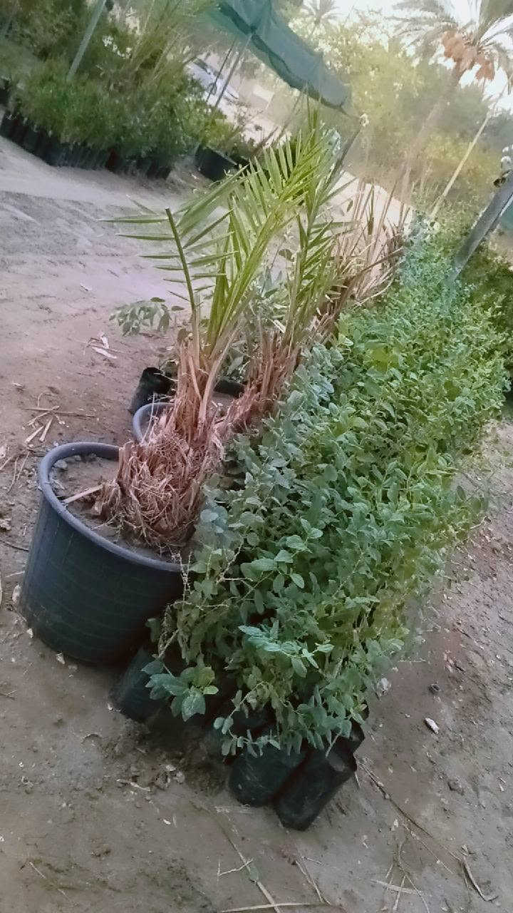 مساء الورد عليكم تحياتي للجميع 🌺

اليوم وصلت وجبه جديده جميع انواع الاشجار🌺

 اهلاً وسهلا  بيكم مشتل يم الامام بكر عليه السلام بابل

مشتل نور المرتضى👉👉

 رقم الهاتف بيه واتساب راسلوني وتداللون موجود توصيل 

 

***********
