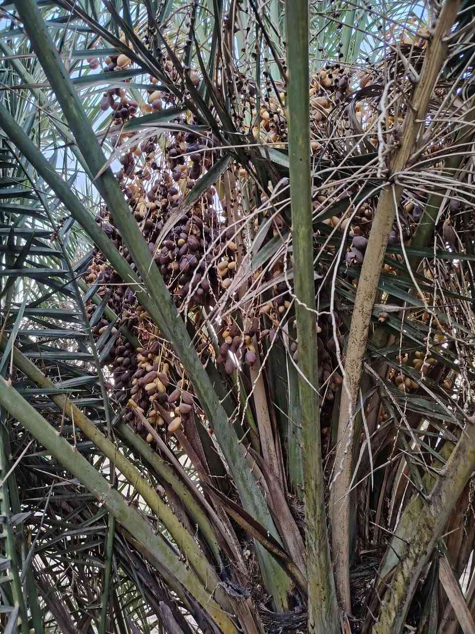نخلات شكرات الي يريدهن يراسلني بثواب راعيهن ابلاش يجي يشلعهن و ياخذهم المكان السماوه يم البربوتي  ***********
