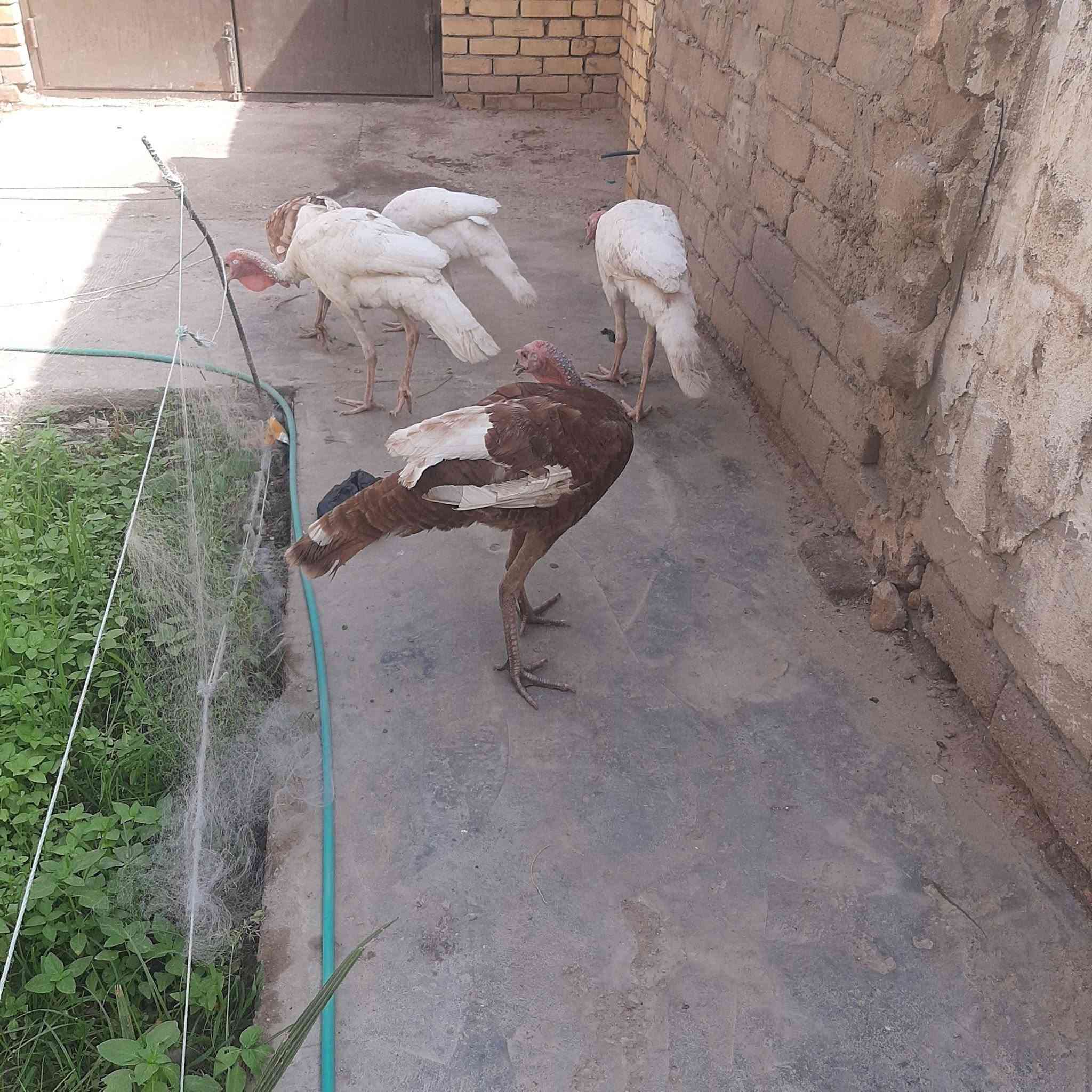 فسيفسات • ألوانهن • اناث 2 ذكور 3