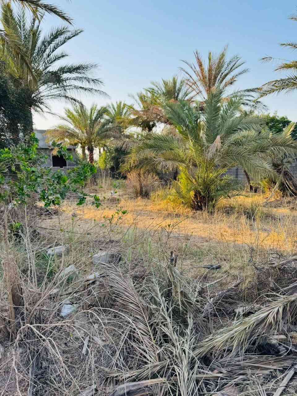 السلام عليكم عندي قطعه ارض واجهتها ١٣ والنزال ٤٠ قطعه تجاري على طريق بغداد الخالص في منطقة الغالبيه للاستفسار *********** أو ***********
