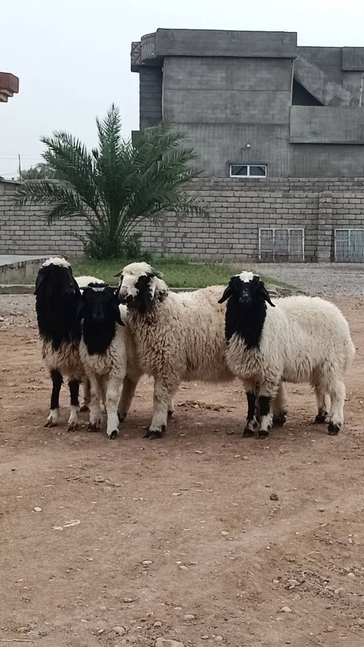 جوز طليان • جوز فطايم • الشرقاط