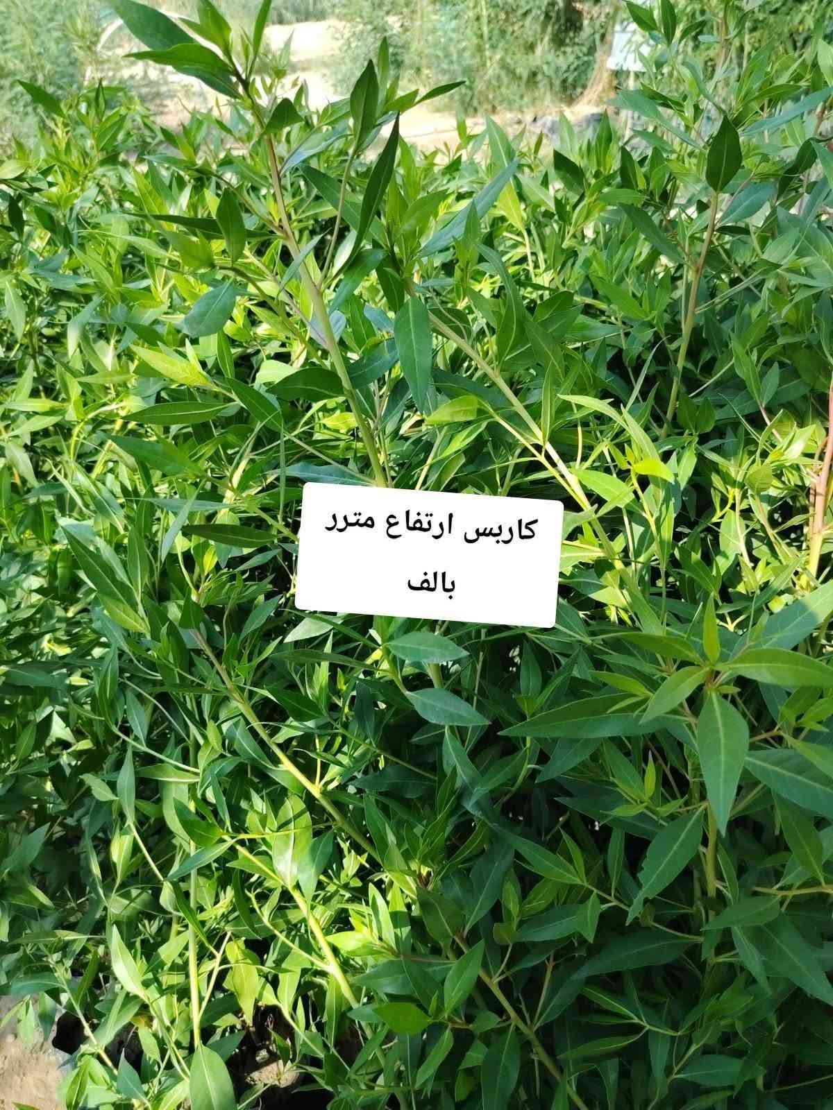 اللهم صلي على محمد وال محمد
🛑مشتل نعناعه الرفاعي الصوب الاول مجاور جسر المشاة بتجاه السايلو (ع شط)  مقابل مدرسة الرقيم الأهليه  ***********

نص مكتوب في الصور:
- دم العاشق الف
- ورد الصباح الف
- لبلاب احمر الف
- ياس تركي الف
- ورد المساء الف
- کاربس ارتفاع مترر
- بالف
- عبن البزون الف
- ورد الزينيا الف
- نبات السجاد الف