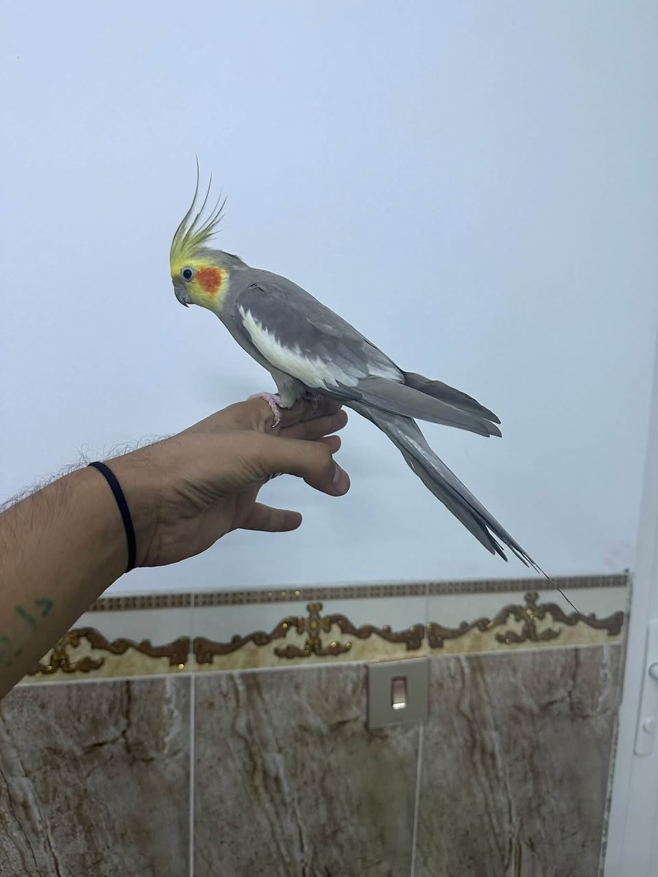 دونر • ممتاز