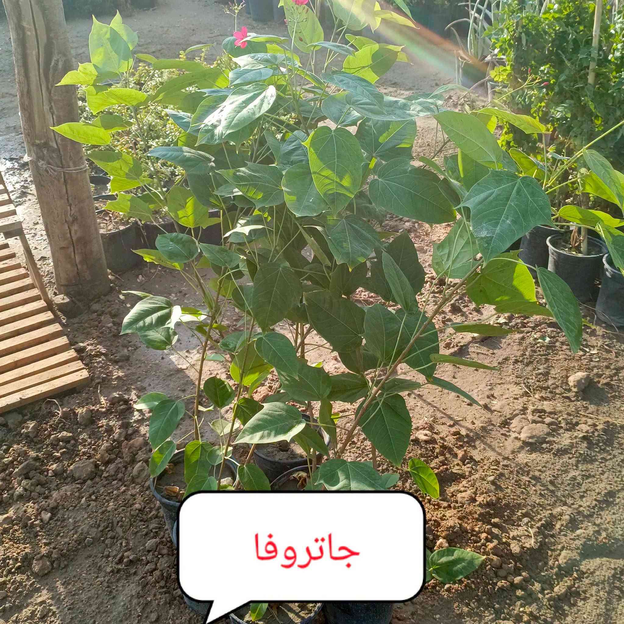 متابعه للحساب علمود يوصلك كلشي جديد
اللهم صلي على محمد وآل محمد
متوفر كافه أنواع الأشجار والورود
مشتل ورد الصباح
عنوانه بابل طريق حمزه شوملي قرب فرع الزبار
توصيل موجود
***********
***********

نص مكتوب في الصور:
- فرجه البطل
- عين البزون ألوان
- لإله عباس أو ورد المساء
- جاتروفا
- جهنمى قزمى