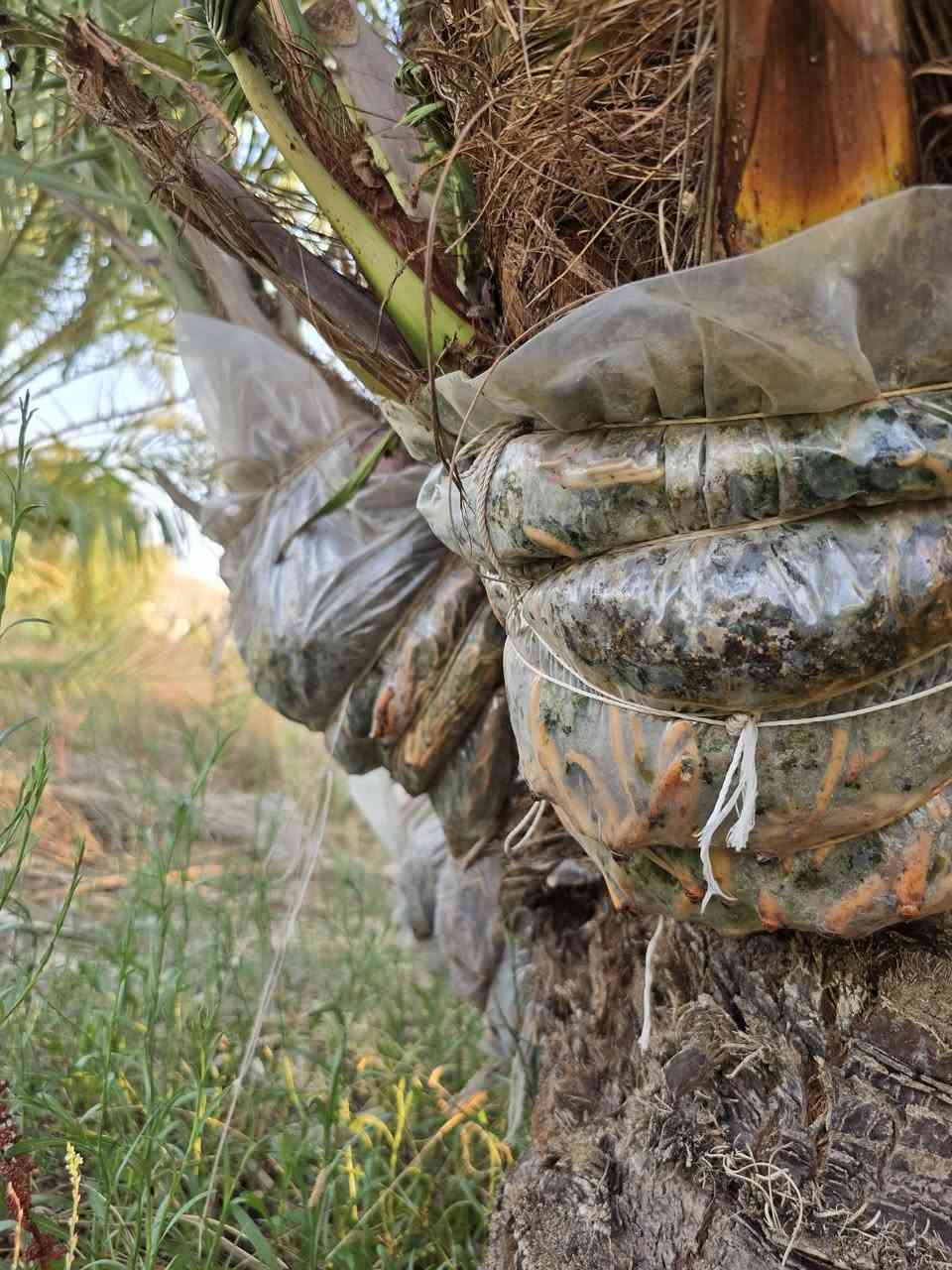 فسائل بريم مجذر هوائي بالام
المكان العمارة 
للإتصال ***********
