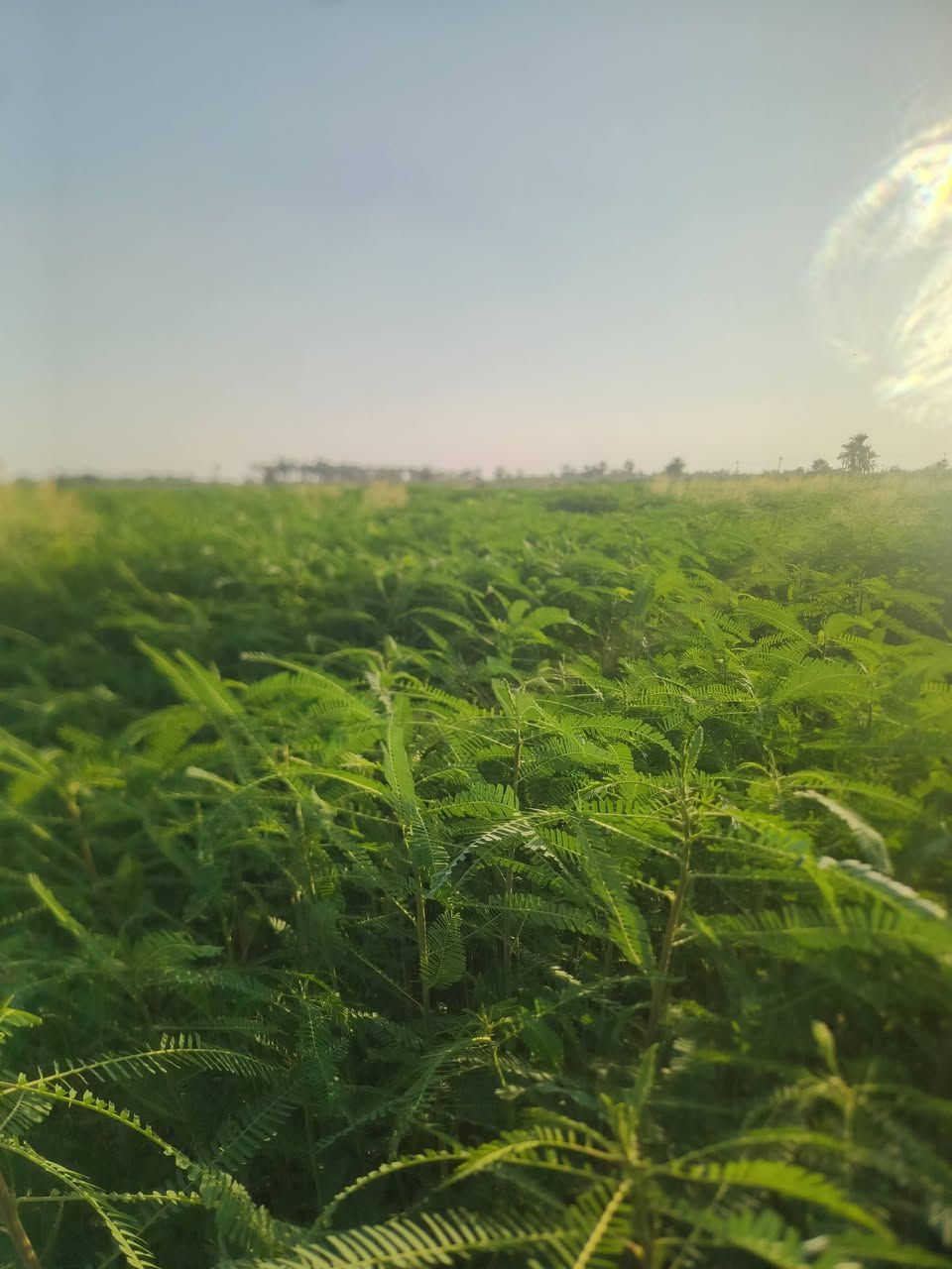 سيسبان للضمان ٢٠دونم ***********
