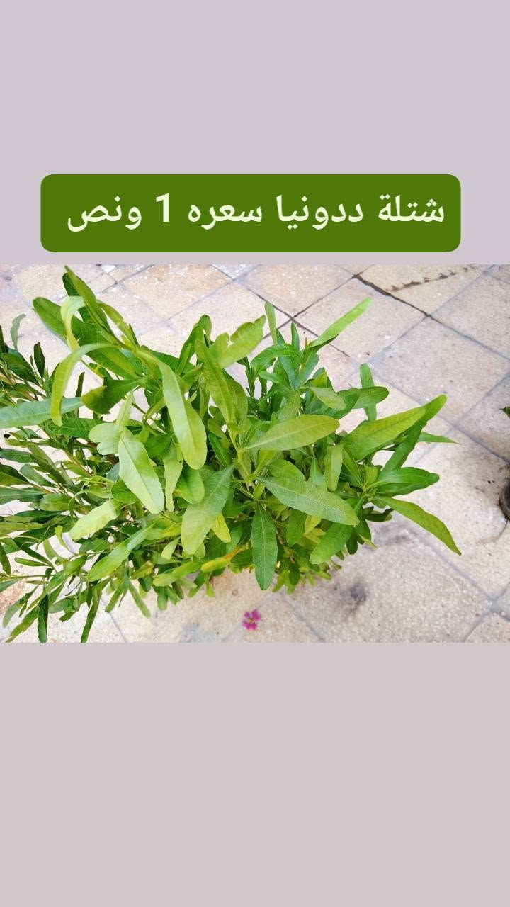 متوفر عدنه زرع كاتب على الصوره كلمن والسعر والنوعية الموجوده 
نزلت لكم سعر تفليش الي يريد يراسلني خاص. رقم الهاتف/*********** .الي عنده حديقه نشتغله شغل كامل + ضمان على زرع فقط يم ابو جروح

نص مكتوب في الصور:
- شتلة لالة عباس ب1 دينار فقط ورده بليل يطلع .
- شتلة ددونيا سعره 1 ونص
- شتله الساحل + ورده القلب سعره ب3 الاف ارتفاعه 90 سانتيم
- شتلة كاريزيا سعره ب 3 الاف
- شتله ورد القهوه سعره ب 3 الاف ارتفاعه 80 سانتيم
- ياس عراقي السعر ب 2 ارتفاع 40 سانتيم
- اكاسيا صفرة مصريه حايله السعر ب 3 الاف ارتفاعه متر و 20
- بمبر السعر ب 3 الاف ارتفاعه 45 سانتيم