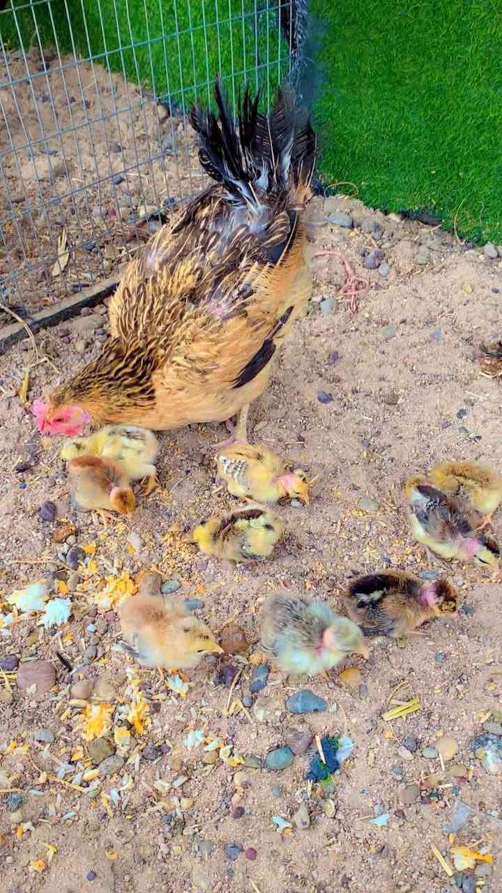 دجاج عرب • ٩ أفراخ • التاجي
