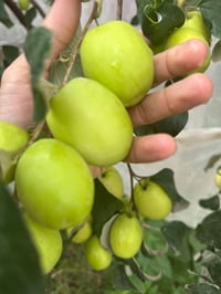 أشجار • النبك • نجف طريق حله