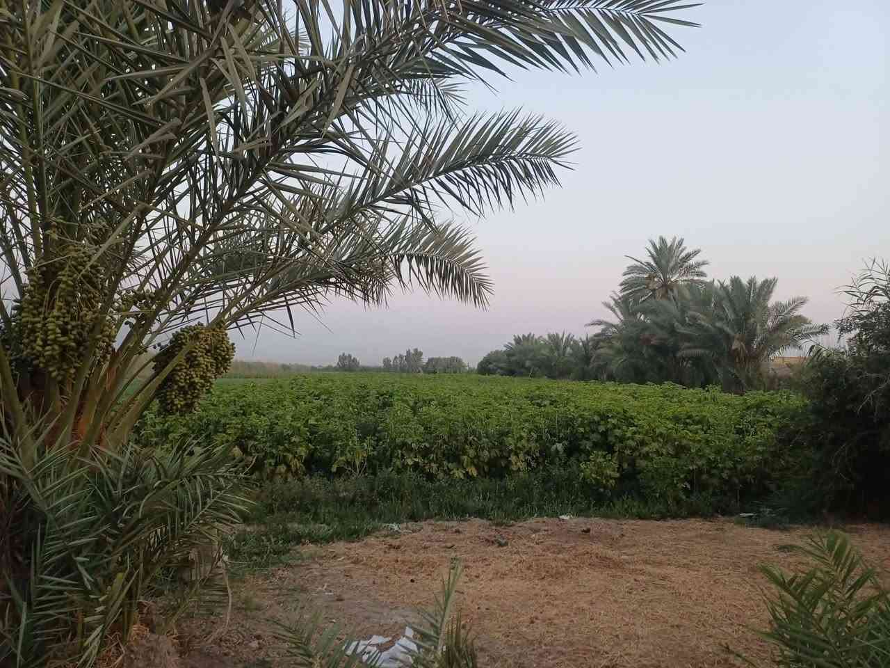 سلام عليكم أرض زراعيه ٢٠ دونم طابو سند ٢٥ وبيها ماي وكهرباء ومدرسه بيها ٢ بيوت جاهزات للسكن شارع قريب عليها مكان الارض براكيه قريبه ع شارع حمزه الغربي وآل شوملي قريبه ع سريع مداور مباشر كاع حلوه كلها زراعه ملاحضه مكلف بل نشر رقم صاحب الأرض ***********
