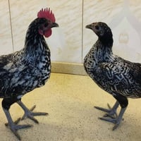 زوج فروجات • ناصرية مركز • للبيع