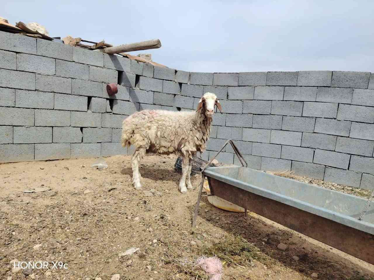 بسم الله تبارك الرحمن ♥
اخوان ماشالله متاح نعجه ام ثالث بطن مال مجنوي خط اول خشان شرط فوول خشان جبش عشار بس ماتعهد شراي يجيك بيده شرط نصاح سن وشطر وعلاكل عيب سعره 285 مكان الانبار حديثه وتوصيل موجود حسب لاتفاق 
***********
*********** 
والرقمين بيهن واتساب

نص مكتوب في الصور:
- HONOR X9c