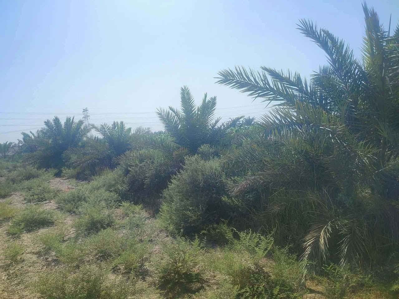 🌴 فرصة استثمارية ممتازة بسعر مناسب جداً – أرض زراعية للبيع 🌴

​المواصفات:

​المساحة: 3 دونم.

​الجنس والسنَد: زراعية (طابو - سند 25 مفوضة بالطابو).

​الأشجار: تحتوي على نخيل مثمر.

​الخدمات: 

​ماء سقي متوفر (صيفاً وشتاءً).

​كهرباء متوفرة.

​ماء إسالة متوفر.

​الموقع: طريق (حلة - نجف) / قرب مجمع البيان السكني (تبعد 500 متر فقط عن الشارع الرئيسي).

​السعر: بسعر مناسب جداً ومشجع للاستثمار! 

​📞 للاستفسار والتواصل:

***********
