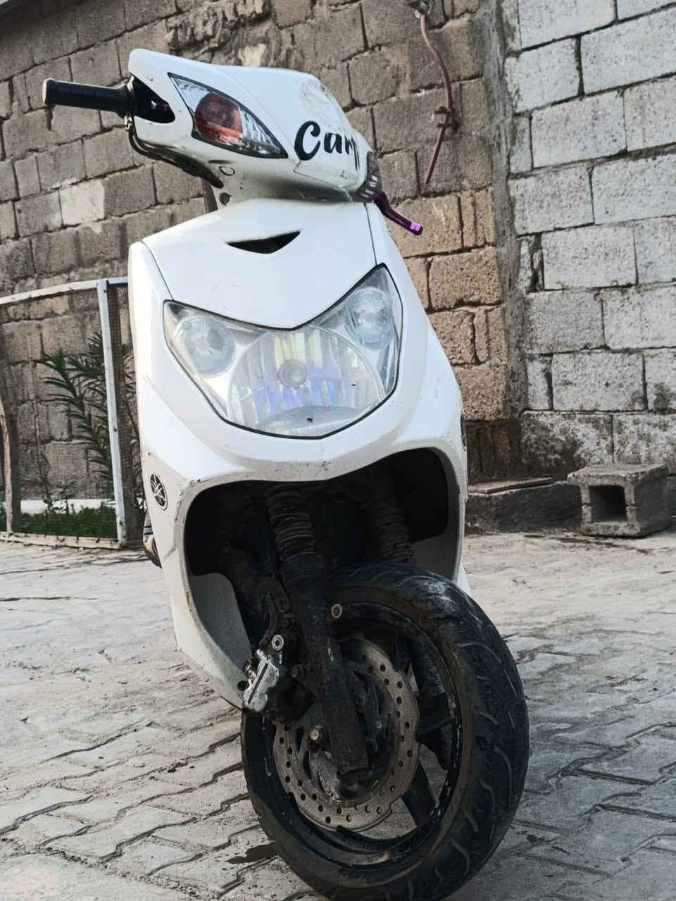 سكنس فحل • كهربا • كلج خلفي