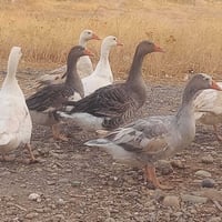 قاز • نظيف • قرية الزاوية