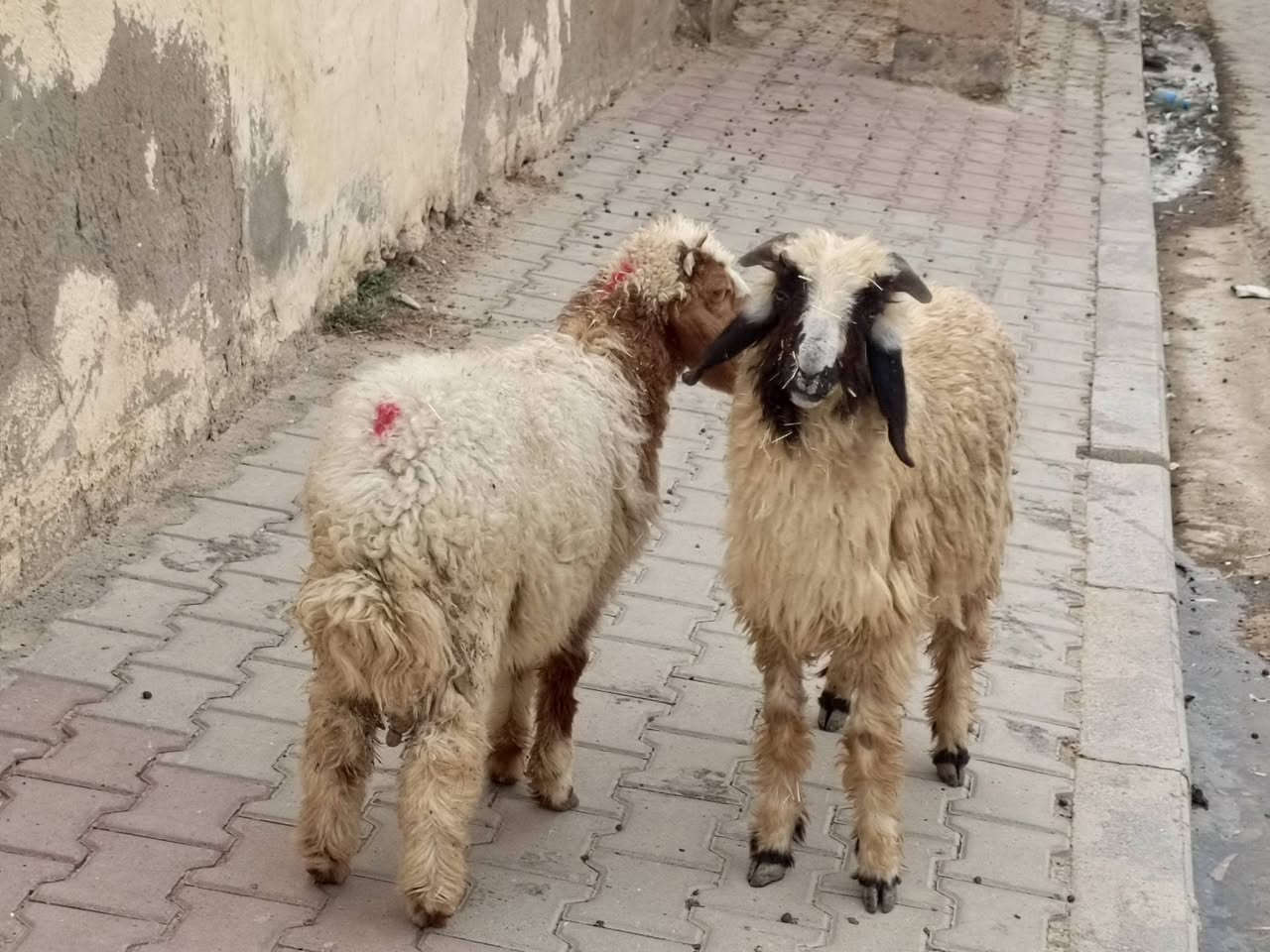 طليان • ملقحات ومعالجات • عدد ٢