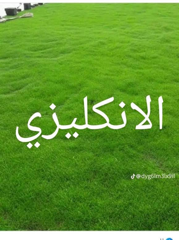 ثيل طبيعي • مشاتل • توصيل لكل المحافظات