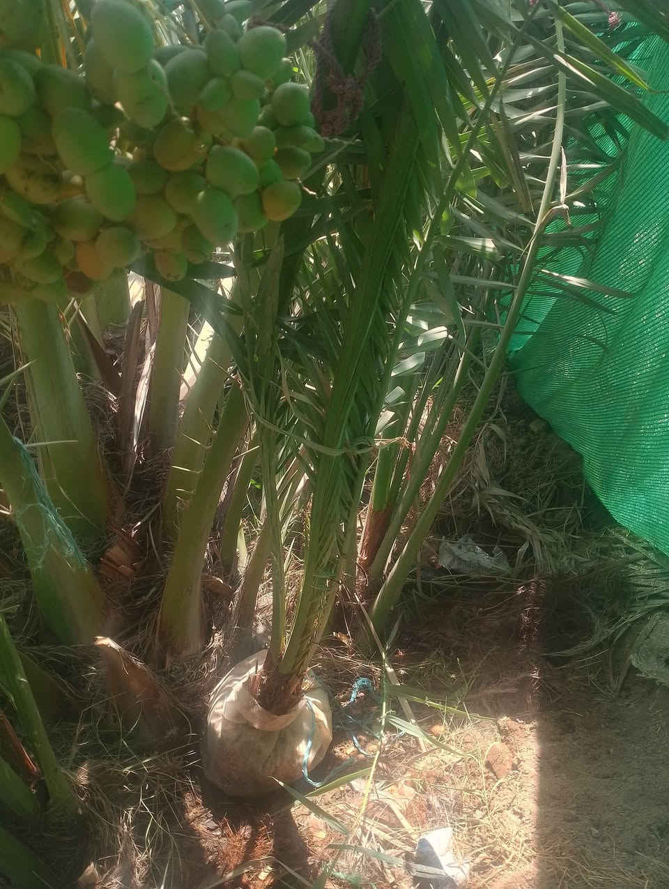 برحي ابو خصيب لبيع حسب لحجم *********** البصرة, العراق
