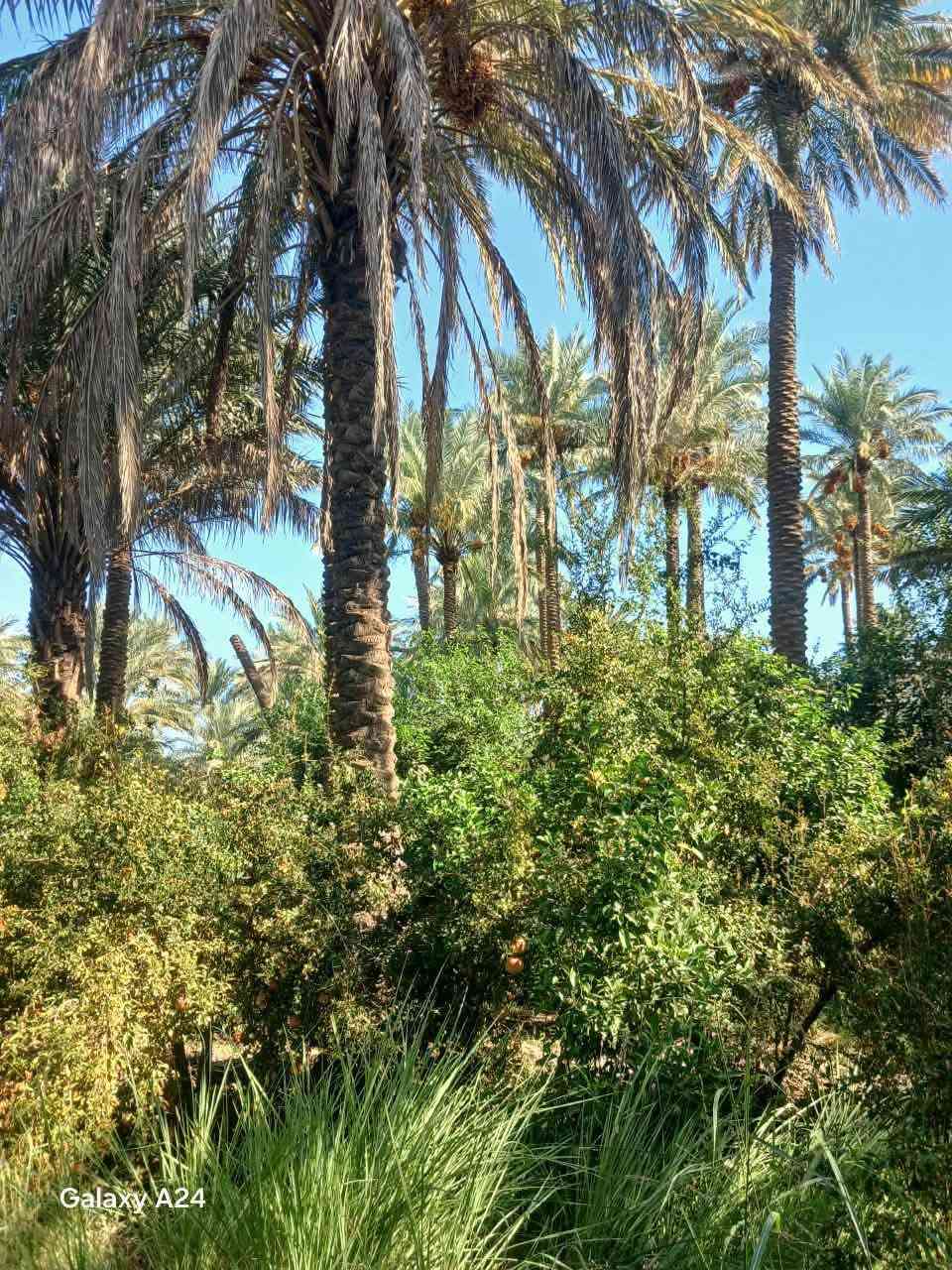 السلام عليكم بستان للبيع المساحة 2000م بقريه علوان الحديد خلف جامع الإمام علي يحتوي على أشجار برتقال وليمون ورمان ونخيل عدد النخيل ١٥ نخله تقع على شارع رئيسي وامامها نهر صب وتروى على السيح تصلح سكن وحقول
السعر 🔥 للاستفسار الاتصال ع الرقم ***********

نص مكتوب في الصور:
- Galaxy A24