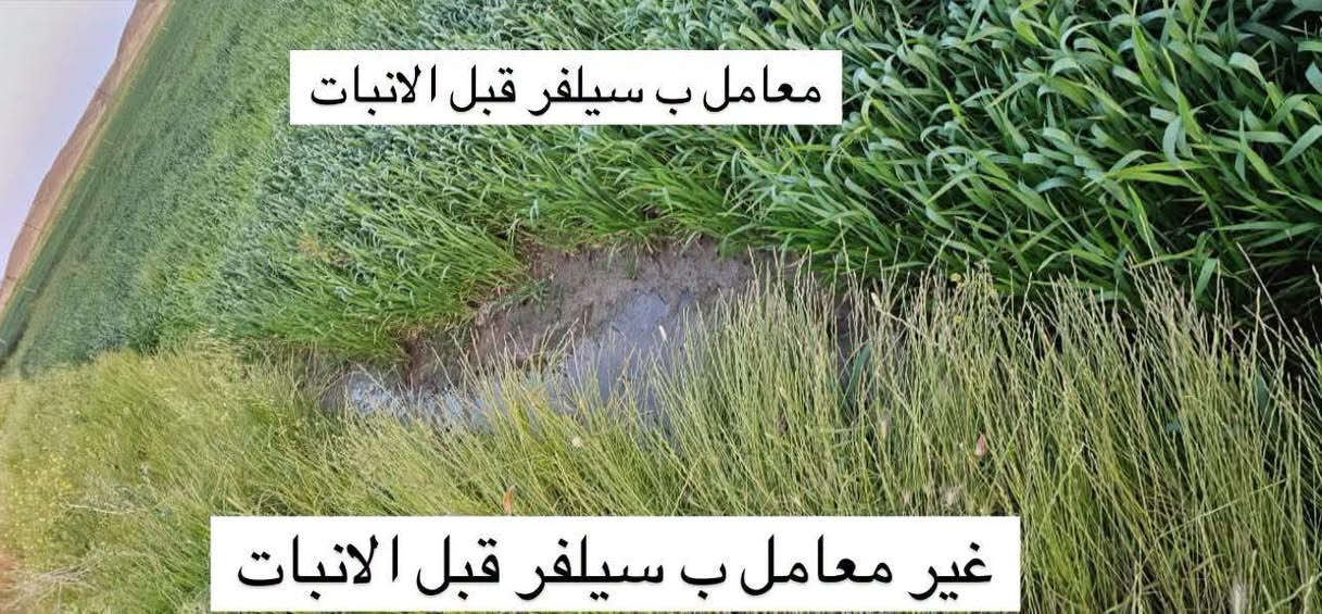مبيد سلفر • قبل الإنبات • توصيل العراق