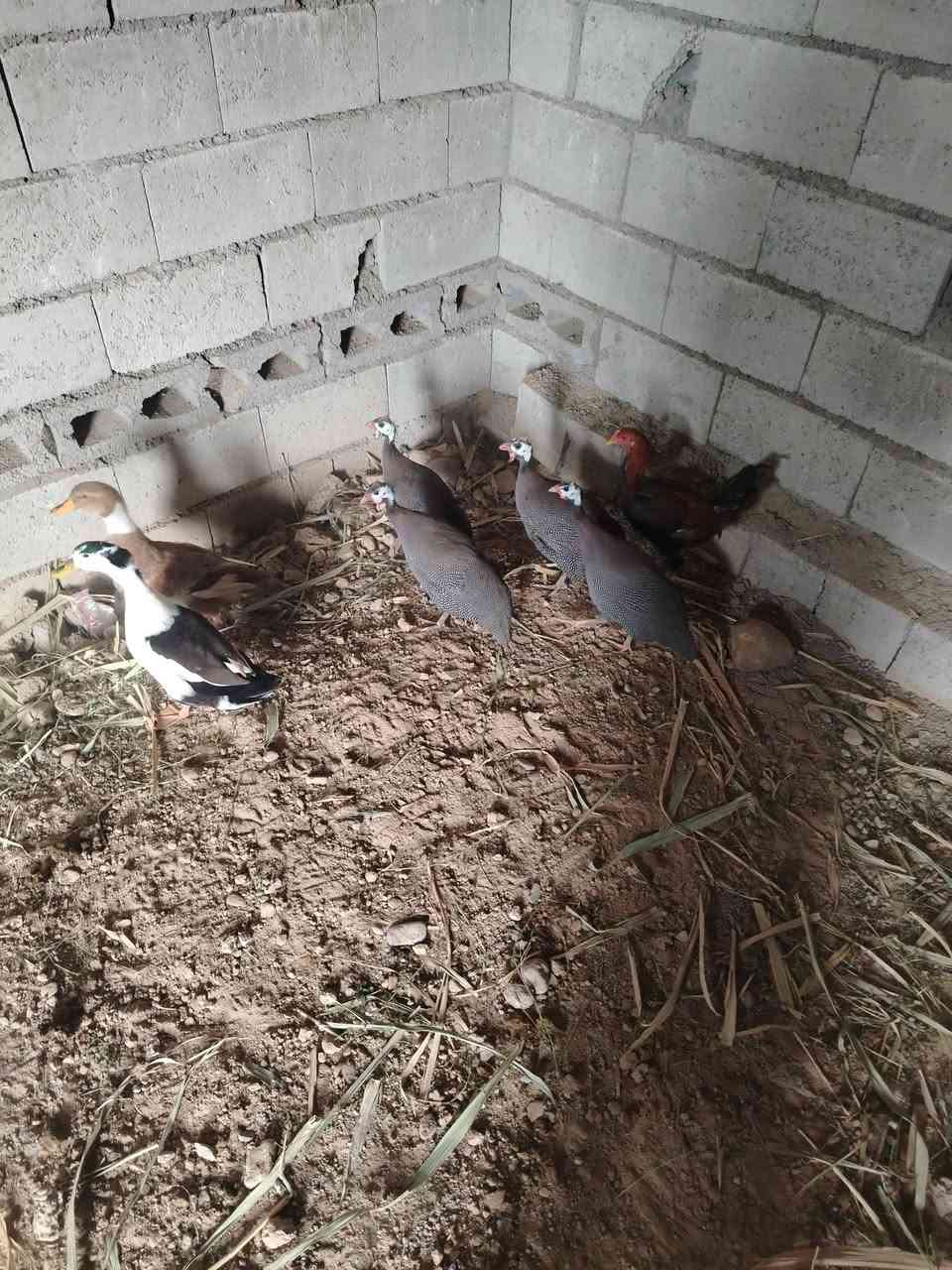حمام بش دجاج اديوكه عرب فراريج شيش غاز غبج للبيع المكان اشميط ***********
