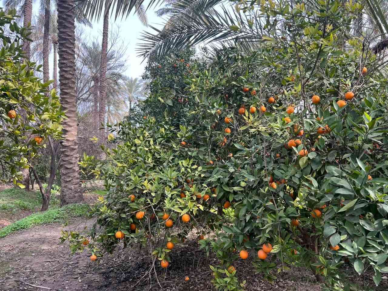بستان 4 دوانم للبيع طابو زراعي 
في منطقة الحويش تبعد عن الراشديه بحدود 10 دقايق 
متوفر فيها جميع الخدمات 
للاستفسار ***********
