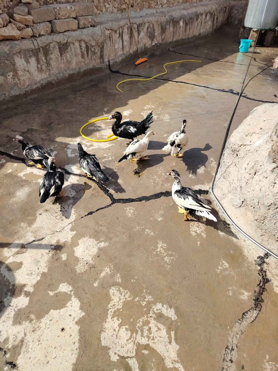 بط مصري • طيور