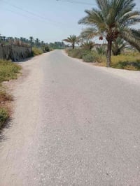 بالوجه • نص دونم • سند ٢٥ طابو زراعي