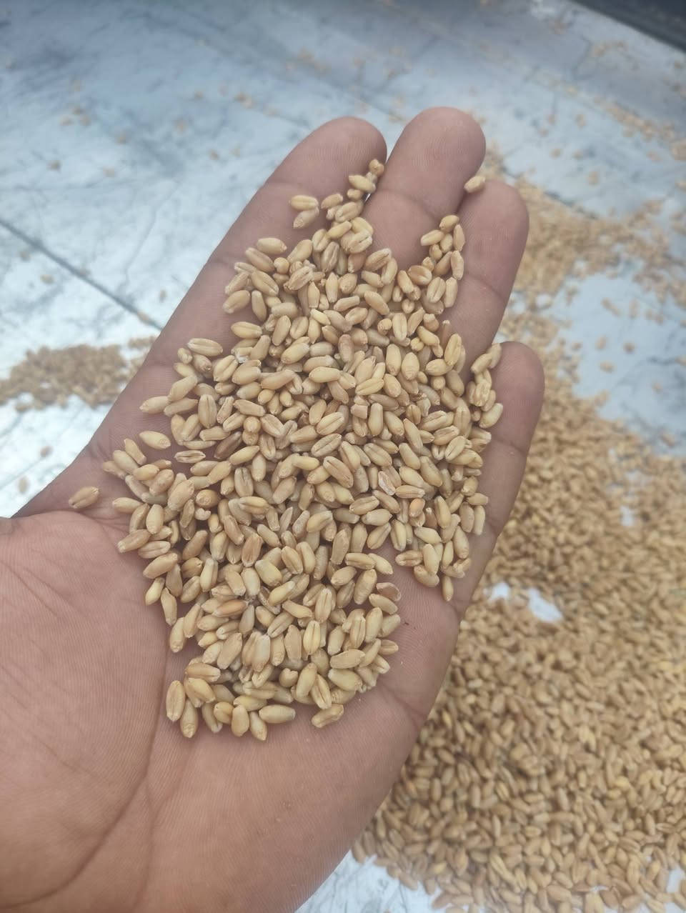 حنطه عربيه • ايباء 99 • خاليه شوائب