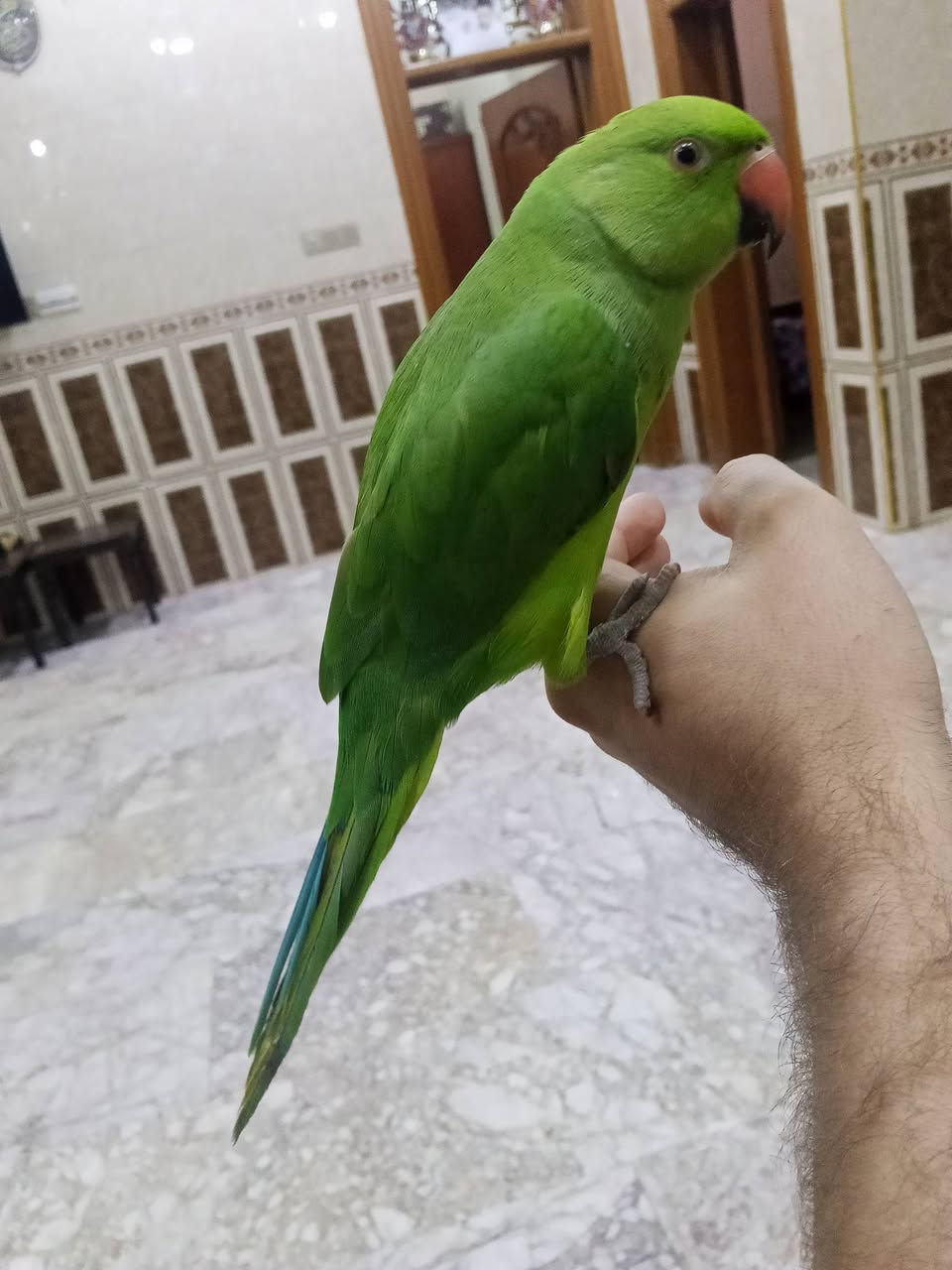 دره هندي • عمره سنتين • فول الألفة