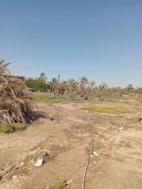 بستان • طابو صرف • ١٠٠٠م