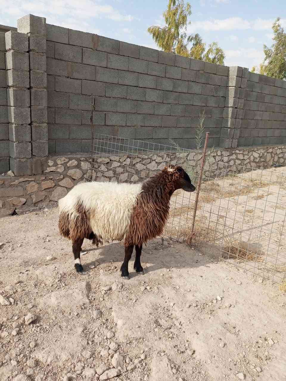 اخوان اذكرو الله علئ الحلال النضيف نعجه درعه مرتبه سنها بلمنشور فتيه وشرط النصاح علئ كل عيب حانيه بس ابيع فارغ مكانها حديثه يوجد توصيل حسب الاتفاق سعرها 550 وبيها مجال ***********
