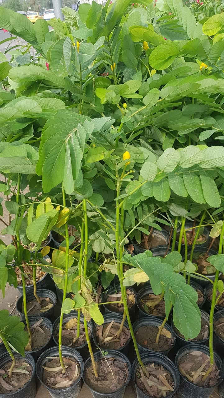 اكاسيا الشمعدان • اصفر • فوق المتر