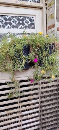 السندانه • حجز • واتساب