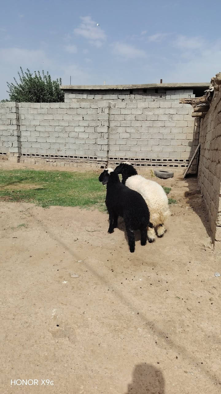 هونر X9c • هاتف • للبيع