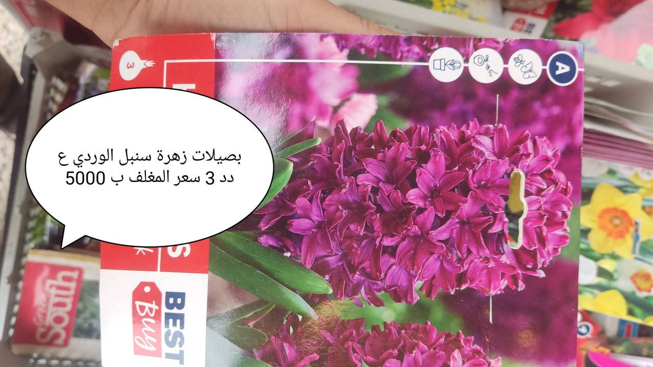 مغلفات زهور • بصيلات نرجس • موصل البلديات