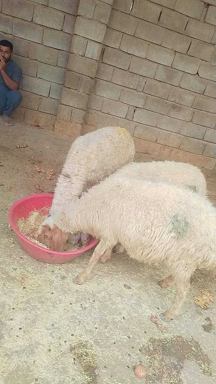 نعاج • ٣ • اسديره الفياض