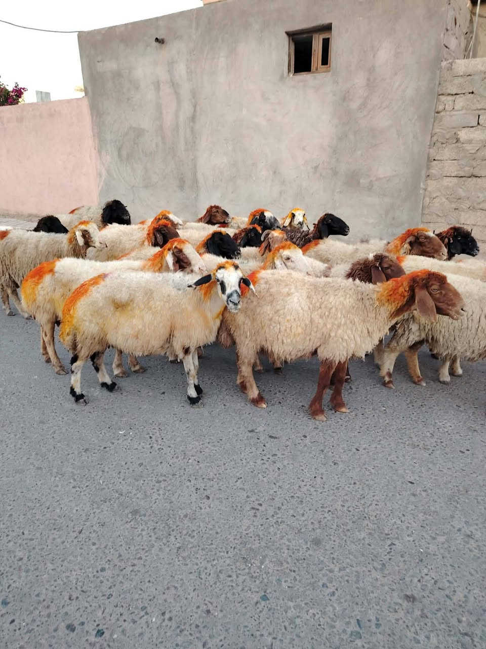 يوجد نعاج للبيع ملات جنيه وراجين سنهن درجه اوله نعاج عشر وبيه محنيه المكان بيجي
ويوجد خدمت توصيل حسب الانتفاق 
             ***********     الشراي يخابرني علارقام
