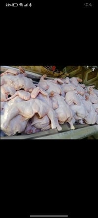 متاح محل دجاج كامل مكمل تجي گبل تذبح اجار المحل 150 المحل رايدة سرقفلي...