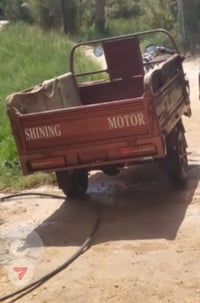 ستوته • فحل • مكفولة
