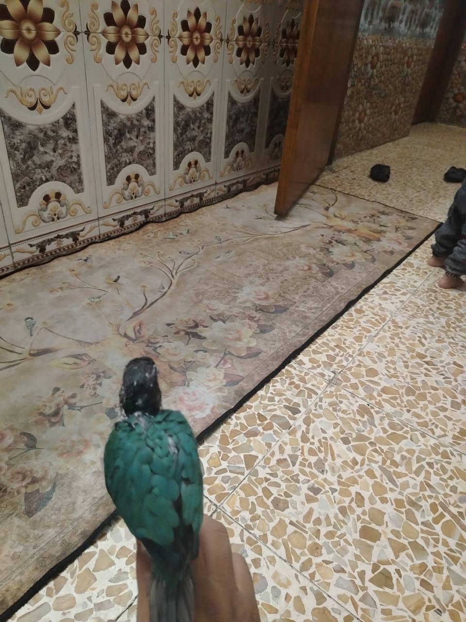 ازرق • بدايه فطام • ياكل باليد